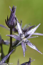 Attēlu rezultāti vaicājumam “Swertia perennis”