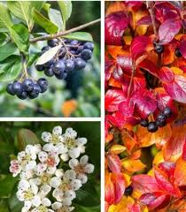 Attēlu rezultāti vaicājumam “Aronia melanocarpa”