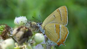Attēlu rezultāti vaicājumam “Thecla betulae”