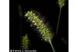 Attēlu rezultāti vaicājumam “Setaria glauca”