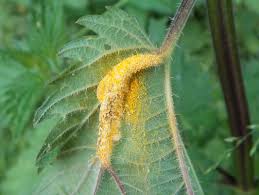 Attēlu rezultāti vaicājumam “Puccinia urticata”