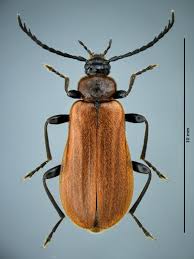 Attēlu rezultāti vaicājumam “Schizotus pectinicornis”