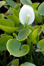 Attēlu rezultāti vaicājumam “Calla palustris”