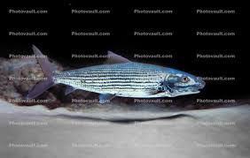 Image result for Albula vulpes