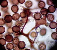 Attēlu rezultāti vaicājumam “Didymium spongiosum var. dictyospora”