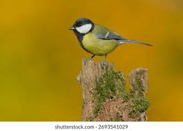 Attēlu rezultāti vaicājumam “Parus major”