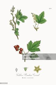 Attēlu rezultāti vaicājumam “Ribes alpinum leaf”