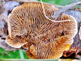 Attēlu rezultāti vaicājumam “Gloeophyllum abietinum”