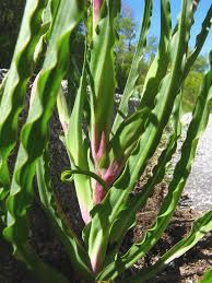 Image result for Tragopogon pratensis