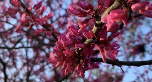 Image result for genus