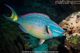 Image result for Sparisoma viride