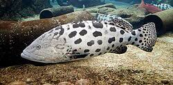 Image result for Epinephelus adscensionis