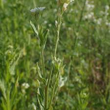 Attēlu rezultāti vaicājumam “Berteroa incana fruit”