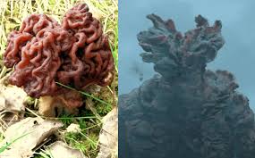Attēlu rezultāti vaicājumam “Gyromitra esculenta”
