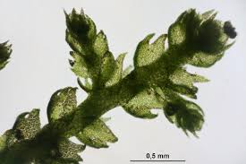 Attēlu rezultāti vaicājumam “Lepidozia reptans”