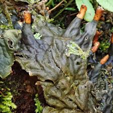 Attēlu rezultāti vaicājumam “Peltigera praetextata”