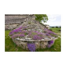 Attēlu rezultāti vaicājumam “Aubrieta deltoidea leaf”