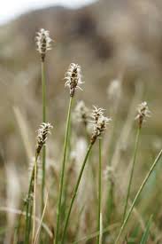 Attēlu rezultāti vaicājumam “Carex dioica male flower”