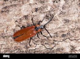 Attēlu rezultāti vaicājumam “Lygistopterus sanguineus”