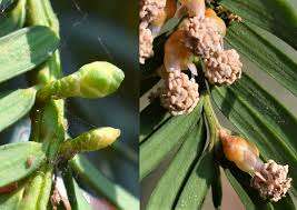 Attēlu rezultāti vaicājumam “Taxus baccata male flower”