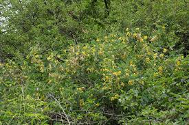 Image result for Colutea arborescens