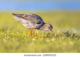 Attēlu rezultāti vaicājumam “Tringa totanus adult”