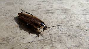 Attēlu rezultāti vaicājumam “Ectobius sylvestris male”