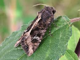 Attēlu rezultāti vaicājumam “Celaena leucostigma”