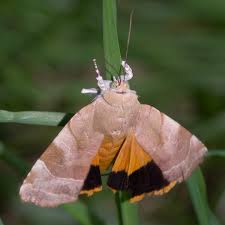 Attēlu rezultāti vaicājumam “Noctua fimbriata imago”