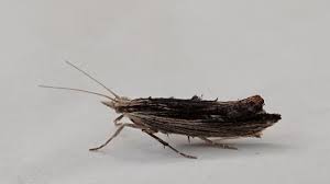 Attēlu rezultāti vaicājumam “Ypsolopha scabrella”