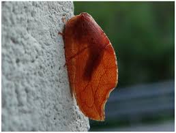 Attēlu rezultāti vaicājumam “Hemerobiidae”