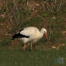 Attēlu rezultāti vaicājumam “Ciconia ciconia”