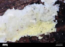 Attēlu rezultāti vaicājumam “Flaviporus citrinellus”