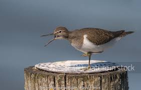 Attēlu rezultāti vaicājumam “Actitis hypoleucos adult”