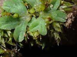 Attēlu rezultāti vaicājumam “Riccia sorocarpa”