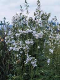 Attēlu rezultāti vaicājumam “Polemonium caeruleum leaf”