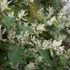 Attēlu rezultāti vaicājumam “Reynoutria japonica”