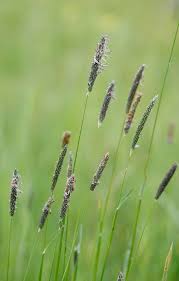 Attēlu rezultāti vaicājumam “Alopecurus pratensis”