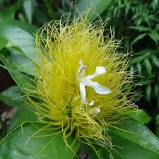 Attēlu rezultāti vaicājumam “Trichia flavicoma”