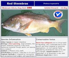 Image result for Petrus rupestris