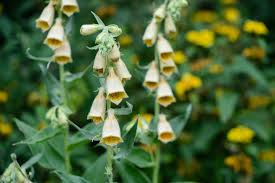 Image result for Digitalis grandiflora