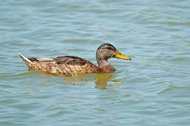 Attēlu rezultāti vaicājumam “Anas platyrhynchos male”