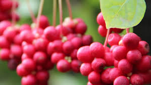 Attēlu rezultāti vaicājumam “Schisandra chinensis”