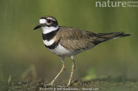 Image result for Charadrius vociferus
