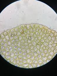 Attēlu rezultāti vaicājumam “Nardia scalaris”