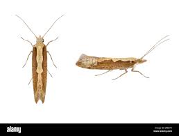 Attēlu rezultāti vaicājumam “Plutella xylostella”