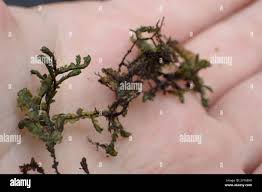 Attēlu rezultāti vaicājumam “Jungermanniopsida”