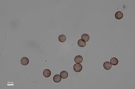 Attēlu rezultāti vaicājumam “Badhamiopsis praetermissa spores”