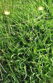 Attēlu rezultāti vaicājumam “Scorzonera humilis bud”