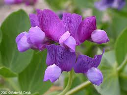 Attēlu rezultāti vaicājumam “Lathyrus japonicus subsp. maritimus flower”